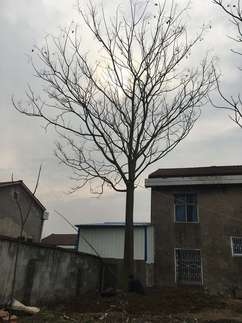 栾树
