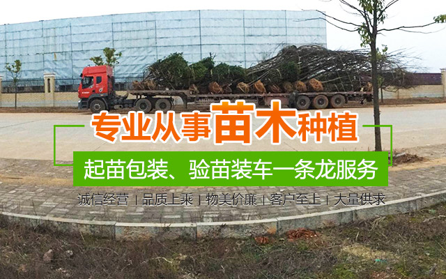 临澧县点景园林苗木专业合作社_临澧点景园林苗木|点景园林苗木|点景树