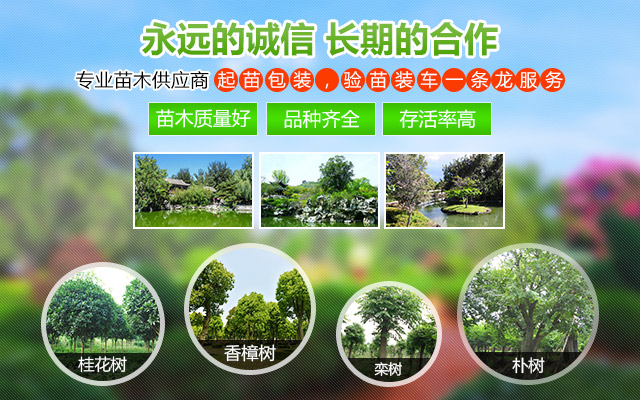 临澧县点景园林苗木专业合作社_临澧点景园林苗木|点景园林苗木|点景树